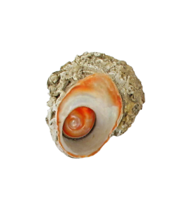   Mediterranean St. Lucia's eye shell and its lid 12